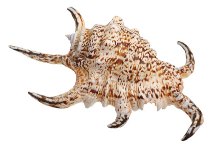 长钉子的外壳在白色背景上隔离贝壳蛤浅褐色的背景图片