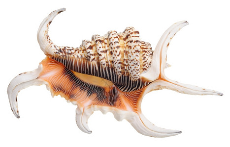 长钉子的外壳在白色背景上隔离蛤增长贝壳图片