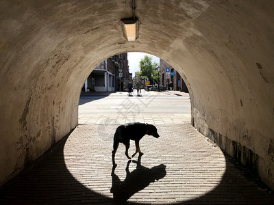 拉格哈勒阿姆斯特丹狗图森德博根哈勒默伯特设计图片