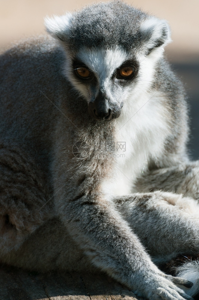 马达加斯猴狐环尾勒穆尔卡塔图片