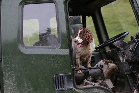 狩猎犬壁纸SpanielESS狩猎犬英语Spaniel狗背景