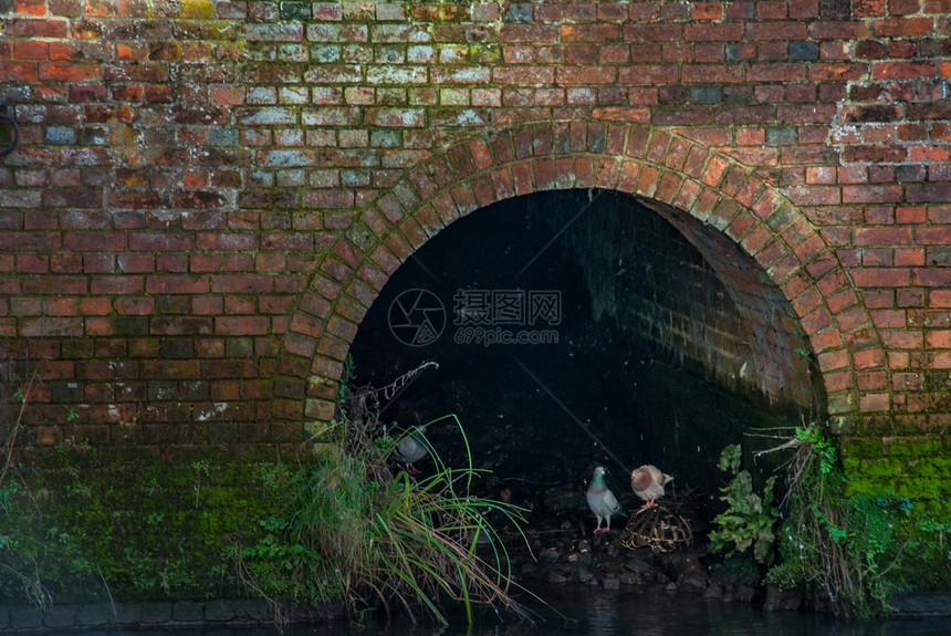 水隧道下面的两只鸽子鸟在下面运河图片