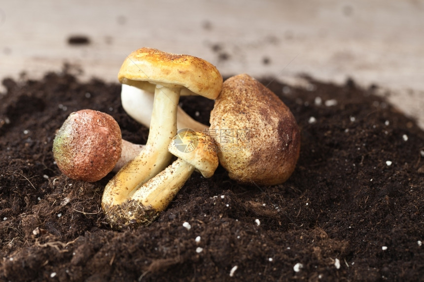 菌营养秋天冬蘑菇在土壤中图片