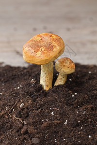 季节菌自然秋冬蘑菇在土壤中背景图片