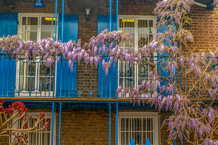 紫藤美丽的正面维斯特利亚罪人威斯特利亚在前花园春天图片