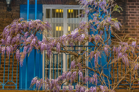 屋中华紫藤维斯特利亚罪人威斯特利亚在前花园春天图片