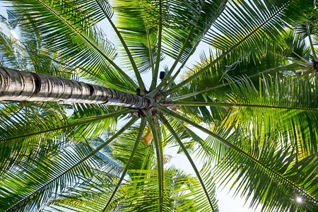 热带地区的大棕榈树叶一种木头背景图片