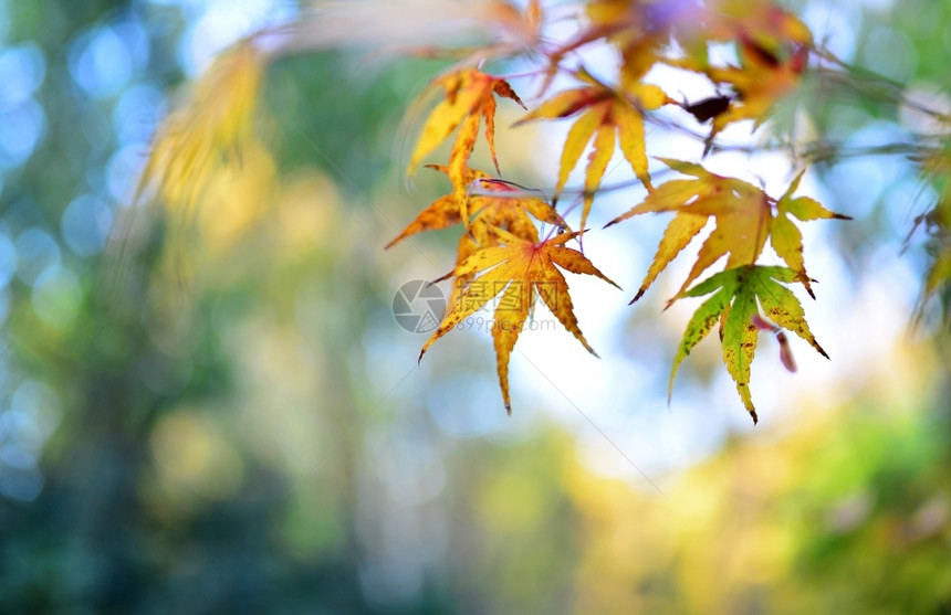 秋天的树叶黄叶图片