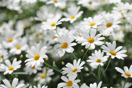 白色的小雏菊背景图片