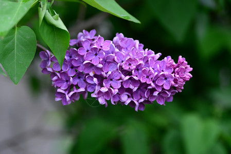 Lily树花细的春花自然植物紫丁香图片
