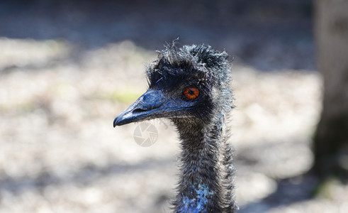 动物脸脖子emu黑鸟近视头部肖像图片