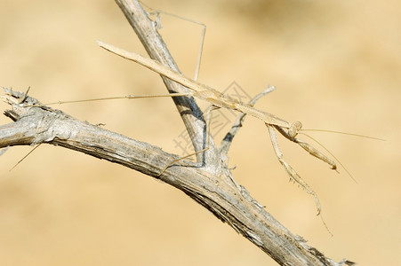 中间东方一种以色列质的特写以色列质的特写树枝上的小螳螂图片