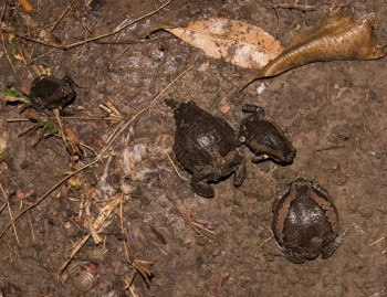 自然两栖动物吃食用昆虫的牛蛙图片