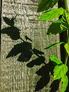 夏天叶子木栅栏正午阴影制的图片
