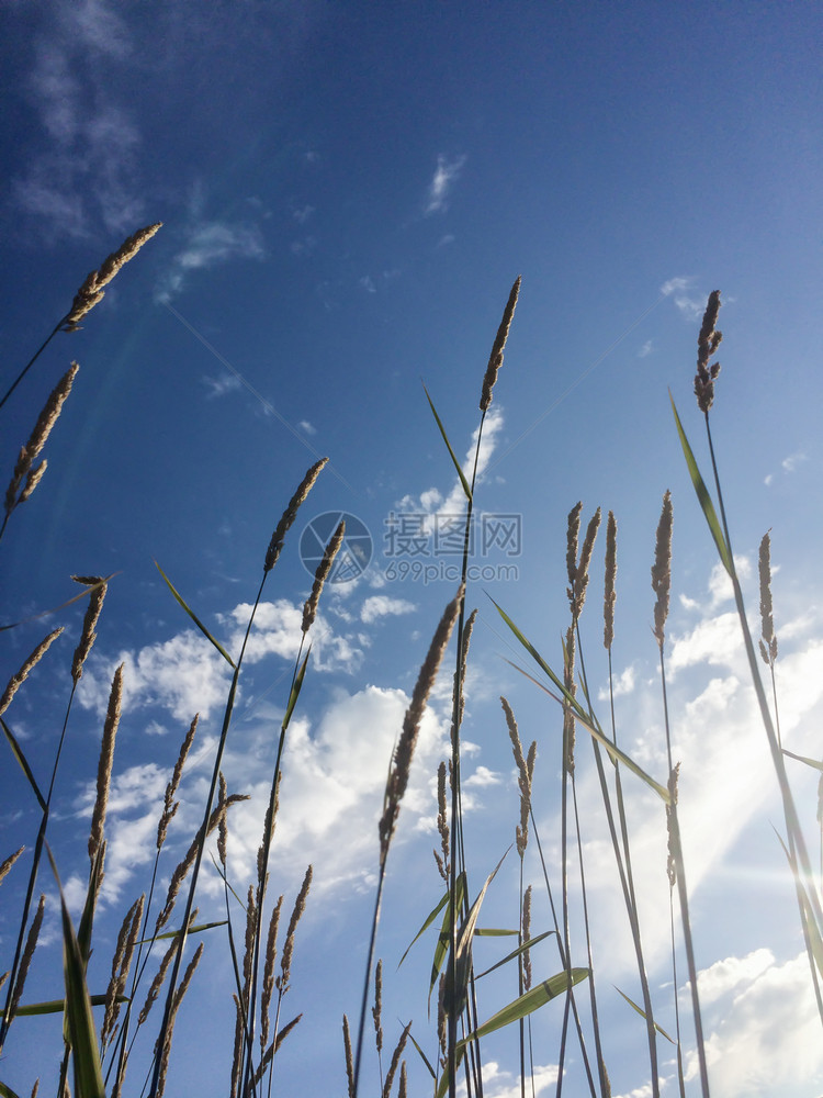 田野上的天空图片