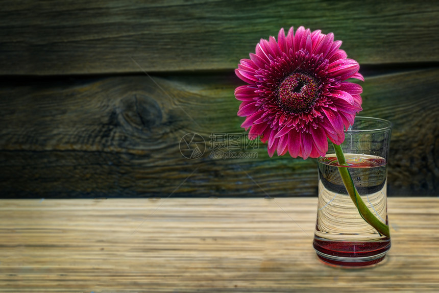 仍然活在粉红的Gerbera旧木板背景非洲菊作品玻璃图片