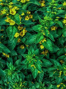 绿色开花园黄色鲜纹理树叶朵背景图片