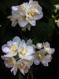 白色的茉莉花朵开茉莉园植物图片