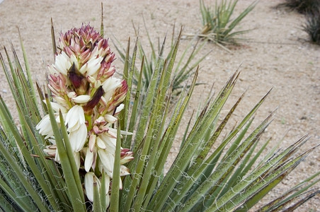 灌木配花的沙漠勺子植物里德米勒自然图片