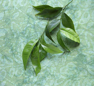 绿色一种织物装饰布料背景的柑橘树叶图片