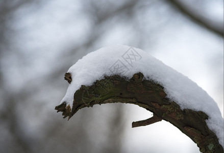 覆盖着白雪的树木图片