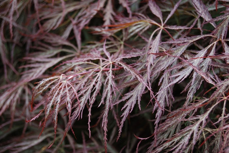长而薄的紫色叶子背景自然雅各布斯树图片