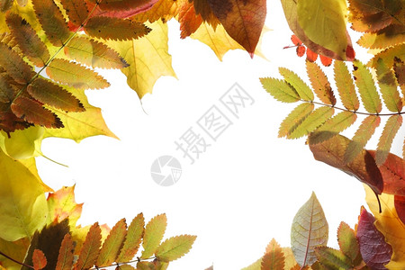 秋天树叶边框背景图片