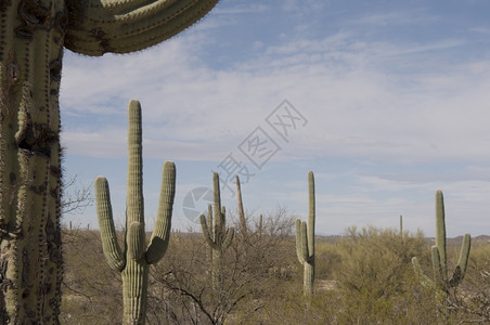 亚利桑那沙漠景观背景图片