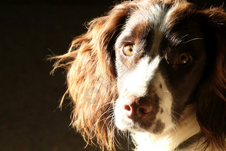 阳光下的狗西班牙猎犬宠物狗肖像高清图片
