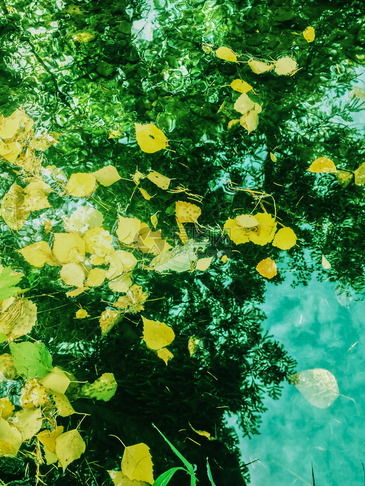 秋天树木反射森林湖光树图片