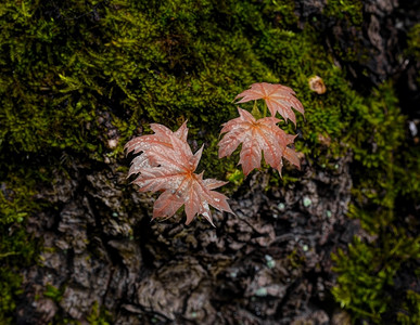 绿叶春末近距离照片枫季节苔藓图片