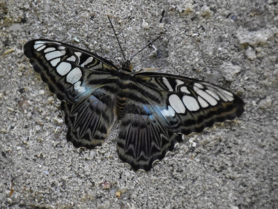 蓝色的张开翅膀用蓝色剪刀蝴蝶在沙中躺着蛾快船图片