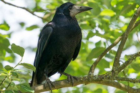乌鸦在树上Rook寻找右在树上离开鸟类学图片