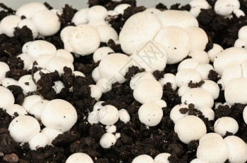 白冠状的果实可食用金真菌蘑菇身体香图片