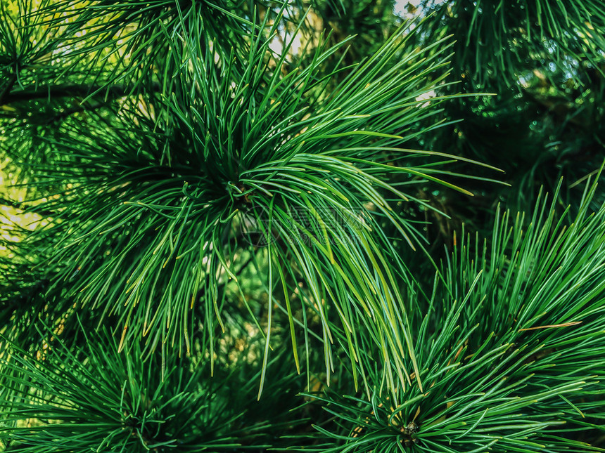 松树绿针公园木色图片
