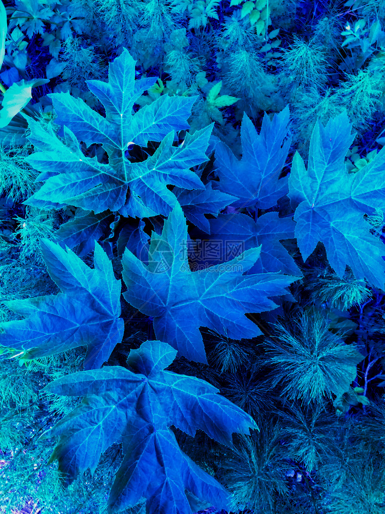 蓝色的绿森林植物蓝树叶户外图片