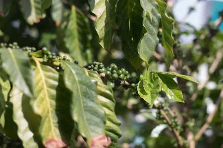 收成豆子农业在咖啡种植园树和樱桃成熟的图片