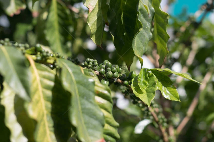豆子收成咖啡因在种植园树和樱桃成熟的图片