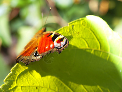 红蝴蝶孔雀眼睛紧闭着坐在绿叶上色的红蝴蝶在绿叶上昆虫着红色的图片