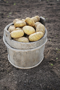 木制的在旧桶中收获和脏土豆老的食物图片