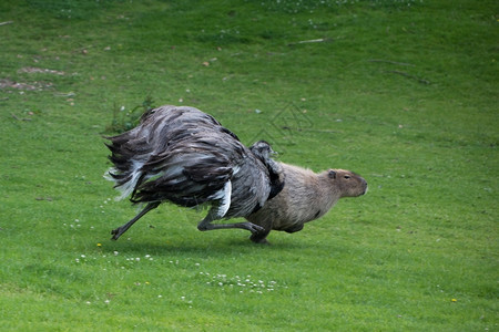 鸸跑步Emu将Capybara追逐出境动物图片