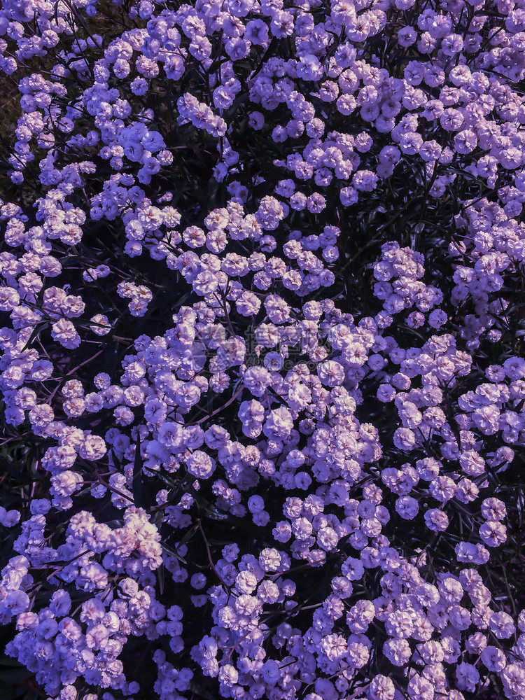 质地花粉开白色野自然图片