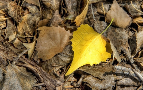 秋季的落叶自然杨木高清图片
