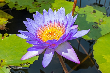 紫色的莲花背景图片