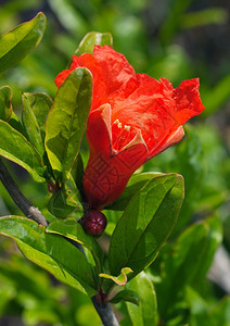 叶子鲜红的女神石榴花户外植物图片