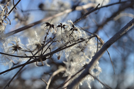 开花中的科蒂纳斯吉格里亚利冬天树高清图片