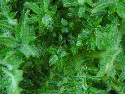 绿色毛茸花园背景纹理和刺穿的沙吉植物宏观设计图片