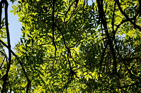 农村夏天在布列塔尼的树上森林自然图片