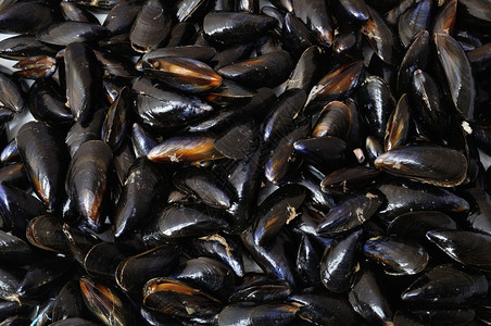 海洋食物贝壳蚌背景图片