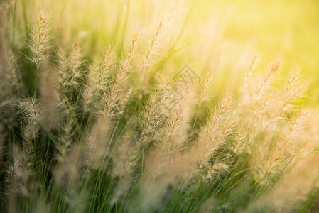 大麦抽象的日出时草场山口图片